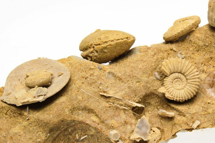 Miniature Fossil Cluster (Ammonites, Brachiopods) - France #212429